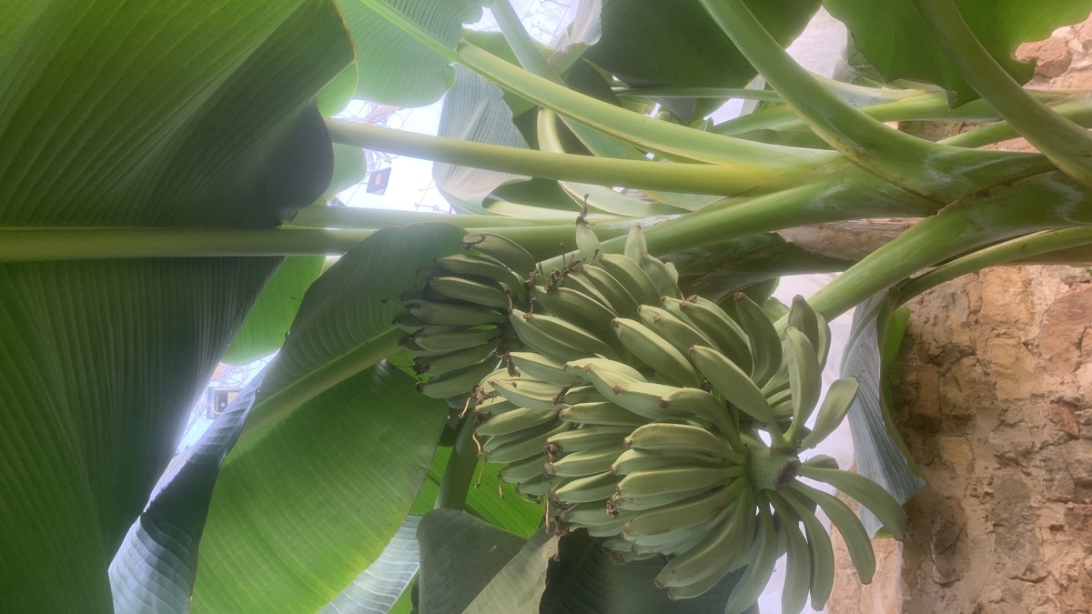 Régime de bananes vertes cultivé dans la serre walipini semi-enterrée